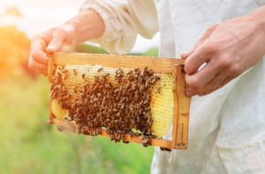 nourrissment d'abeilles