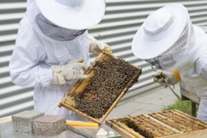 apiculture