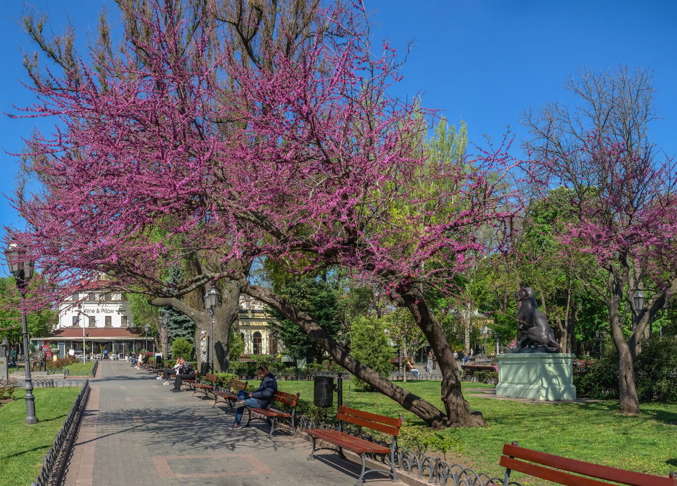 Blooming Judas tree in the City garden of Odessa, Ukraine