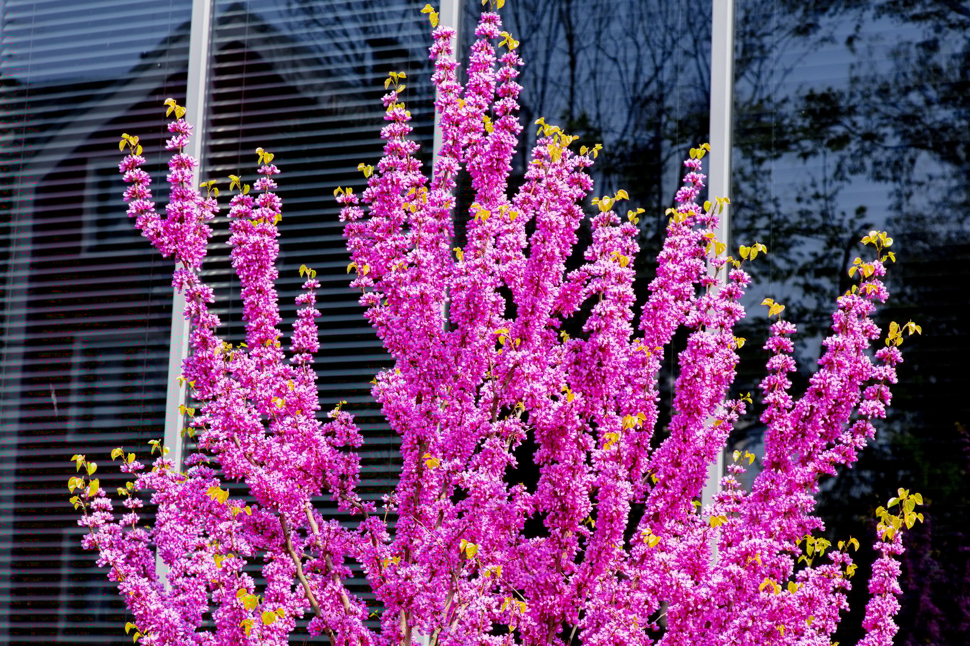 Closeup view of Cercis siliquastrum with modern building