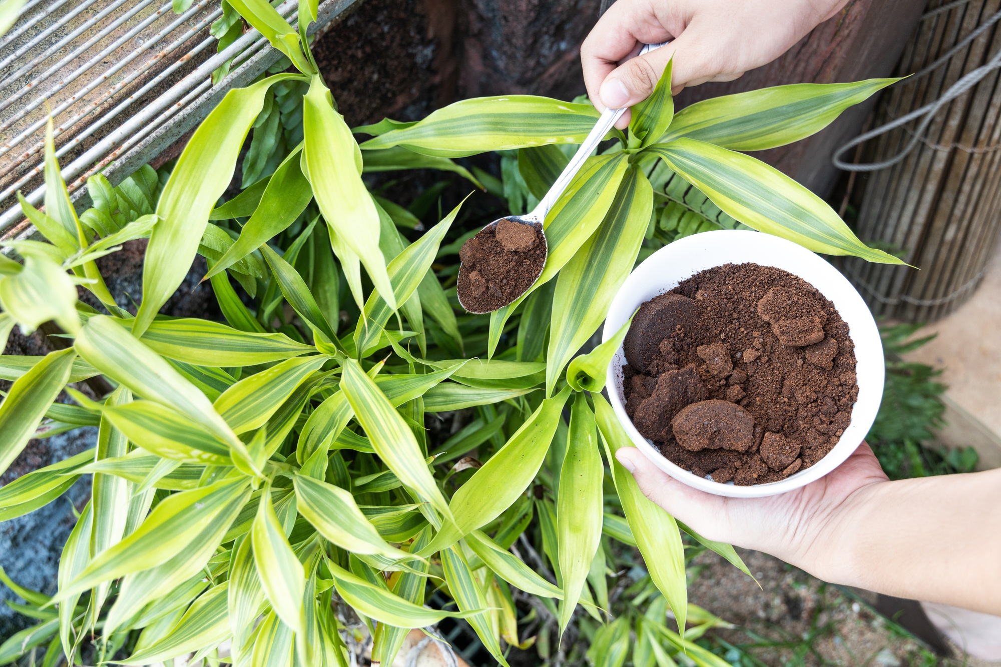 Person apply spent grounded coffee powder as natural plant fertilizer