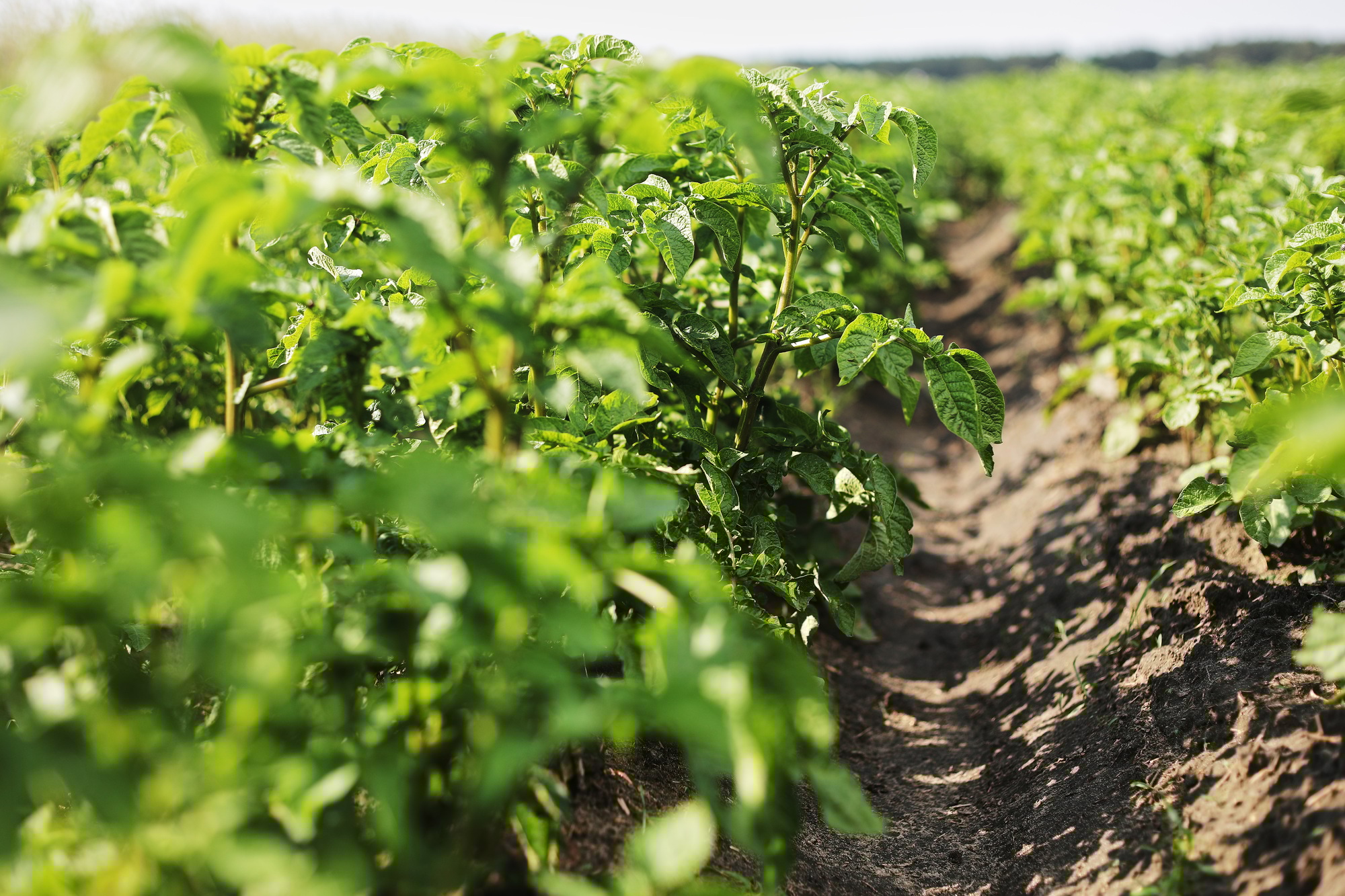 Young potato plant growing on the soil.Potato bush in the garden.Healthy young potato plant