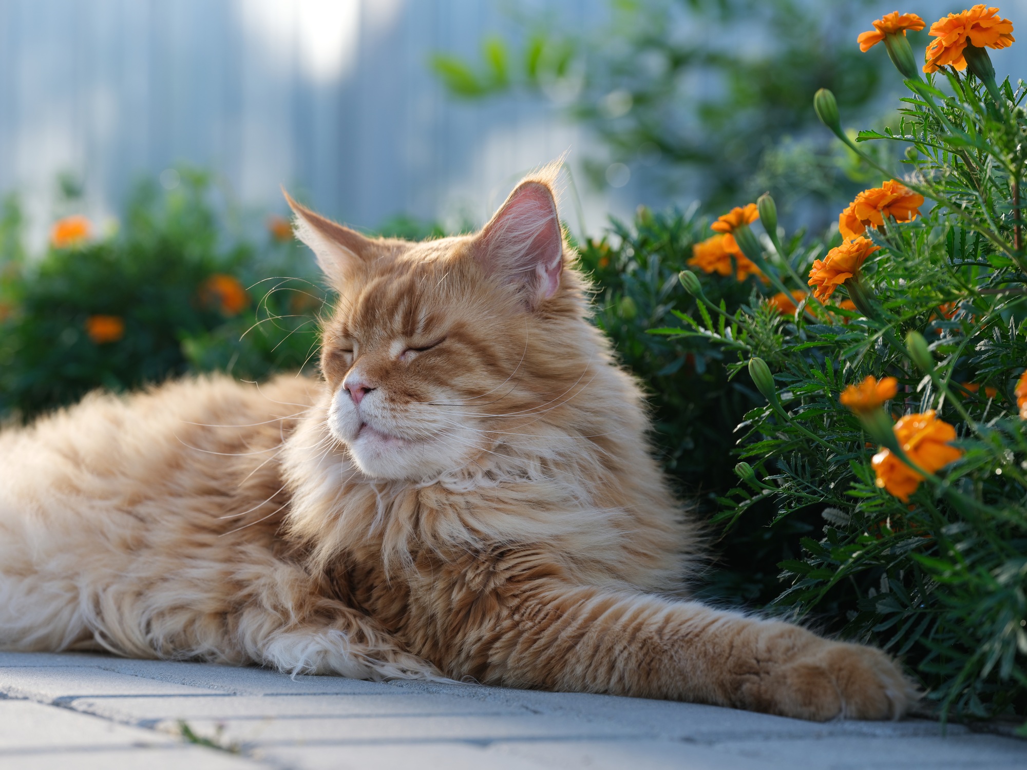 remède pour chat