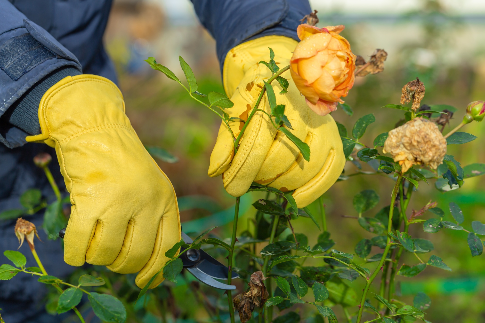 tailler les rosiers