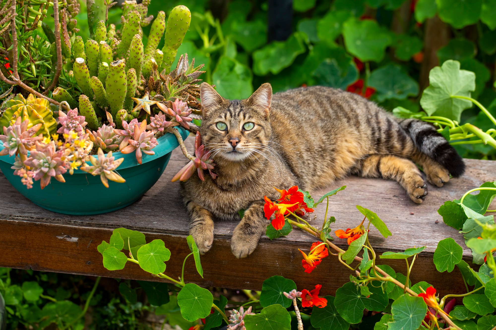 Répulsifs pour chat