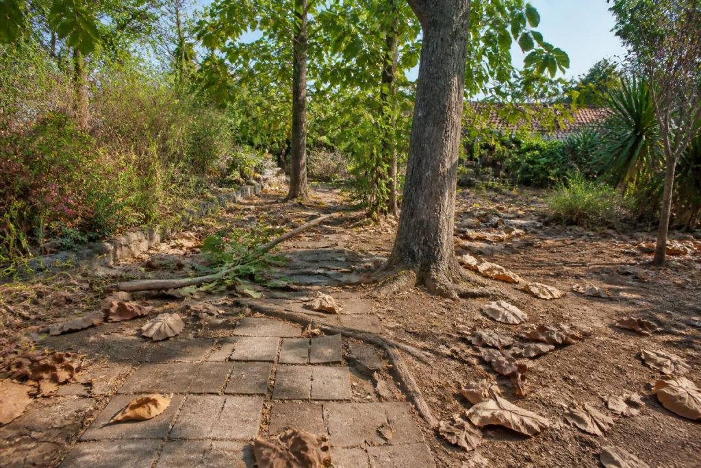 explorez les inconvénients du paulownia pour vos projets d'aménagement paysager et faites un choix éclairé pour un jardin durable et esthétique.