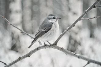 Petit oiseau gris et blanc perché sur une branche enneigée en forêt hivernale, portrait naturaliste précis