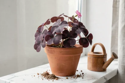 Oxalis triangularis en pot de terre cuite sur un rebord de fenêtre d'appartement, avec ses feuilles violettes en forme de trèfle et de petites fleurs roses